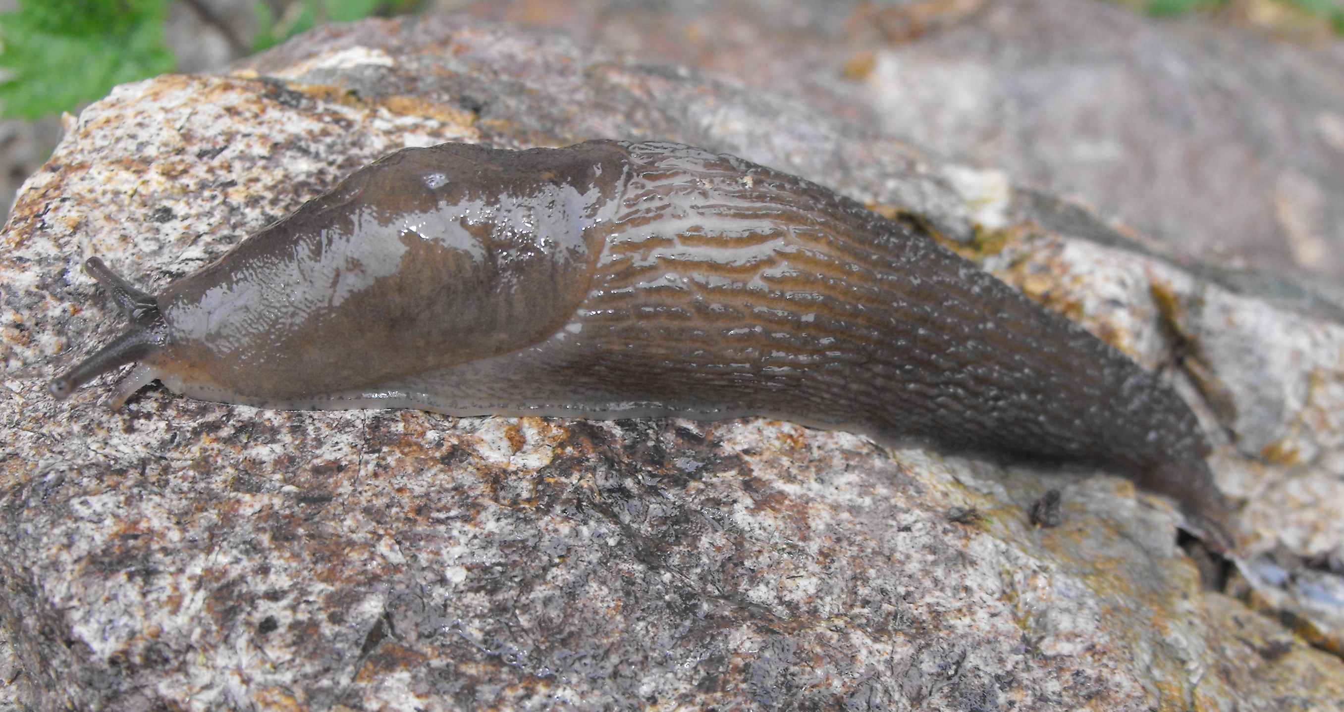 Limax cf. erythrus dalla Valsassina